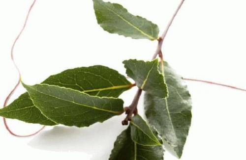 Притянуть деньги и удачу к себе с помощью лаврового листа сухого. Как привлечь деньги