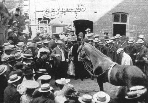 «Эффект Умного Ганса» — психологический эффект, открытый с помощью лошади, умеющей считать