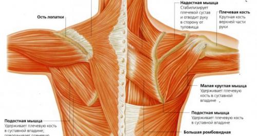 Как расслабить мышцы плечевого пояса. Различные способы расслабления мышц шеи и плеч