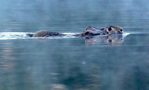 Кто боится воды. Проверенные способы избавления от страха (боязни) воды 02