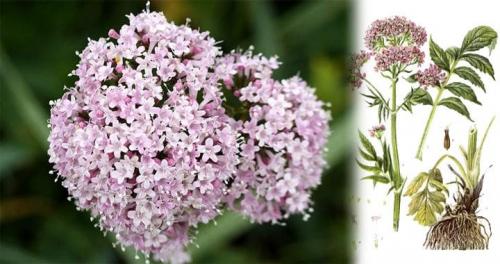 Таблетки от страха и тревоги список. Болезни, порождённые тревогой 01