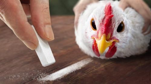 Как загипнотизировать курицу. Магия для каждого: как загипнотизировать курицу