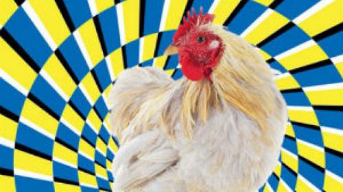 Как загипнотизировать курицу. Магия для каждого: как загипнотизировать курицу
