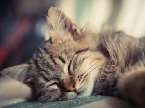 Как гипнотизировать кошек. Как загипнотизировать кошку? 02