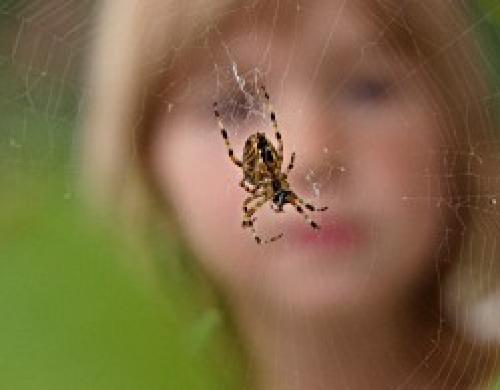 Боязнь пауков. Как называется боязнь пауков и как перестать их бояться?