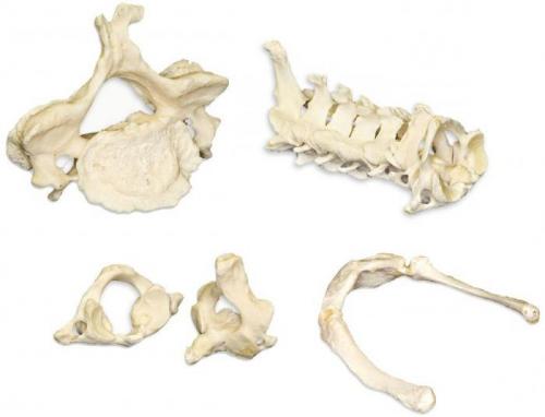 Сообщение о науке психологии. Что такое психология? 01