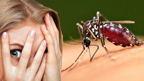 Фобия насекомых. Как называется боязнь насекомых и методы лечения фобии