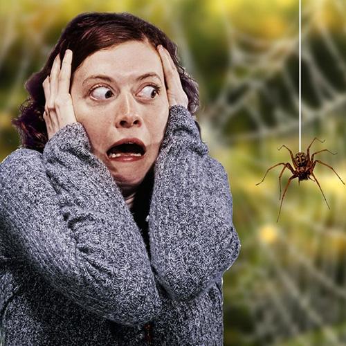 Фобия пауков. Как называется боязнь пауков и как перестать их бояться?