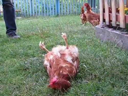 Как загипнотизировать курицу. Магия для каждого: как загипнотизировать курицу