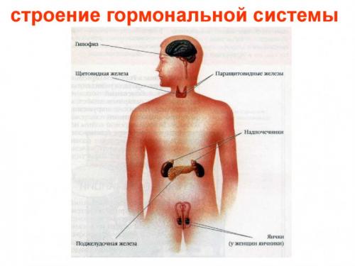 Панические атаки агорафобия. Панические атаки при агорафобии 01