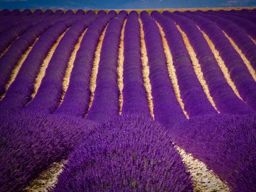 Фиолетовый цвет психов. Фиолетовый цвет: психология человека