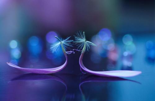 Кто выбирает фиолетовый цвет. Психология цвета – фиолетовый 03