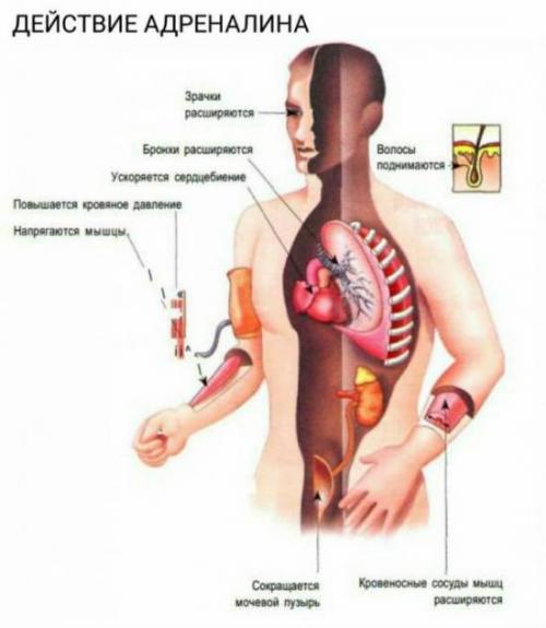 Как называется гормон страха. Адреналин или гормон страха. Что это? 03