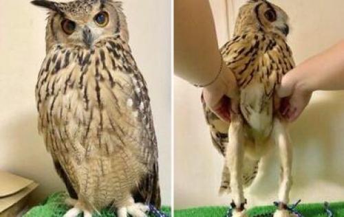 Самые необычные психические расстройства. Редчайшие синдромы и психические расстройства, о которых вы не слышали