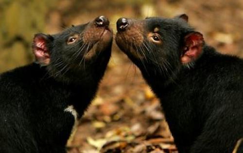 Самые необычные психические расстройства. Редчайшие синдромы и психические расстройства, о которых вы не слышали