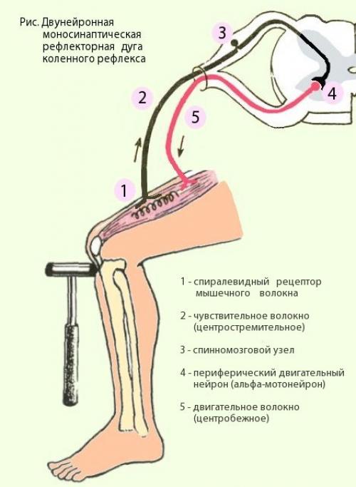 Обстановочная афферентация. Что такое афферентация?