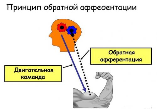 Обстановочная афферентация. Что такое афферентация?