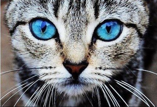 Тест Роршаха чикатило. Знаменитый тест Роршаха