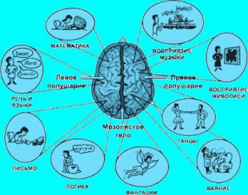 Чем мозг мужчины отличается от мозга женщины 20 невероятных отличий