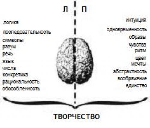 Чем отличается мозг мужчины от мозга женщины. Чей мозг лучше? 04