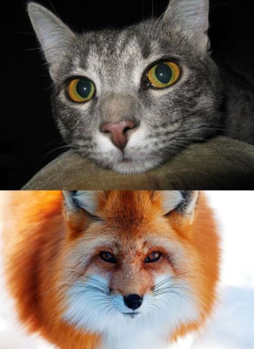 Тест Роршаха чикатило. Психологический тест Роршаха (7 фото + текст)