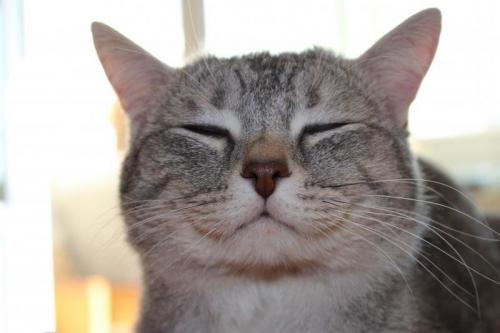 Кошачья улыбка у человека. Могут ли кошки улыбаться?