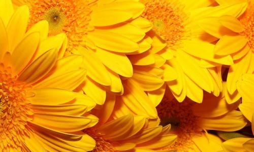 Какого цвета стены в психушке. Символика цвета - жёлтый 04