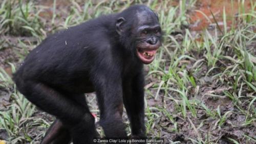 Улыбка с закрытым ртом. Улыбка Дюшена