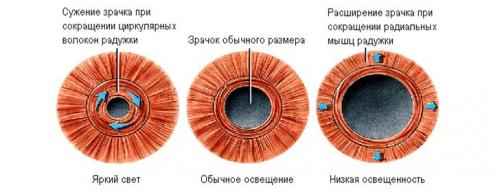 Расширение зрачков психология. Расширение зрачков с точки зрения физиологии
