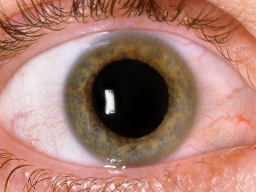 Расширение зрачков психология. Расширение зрачков с точки зрения физиологии