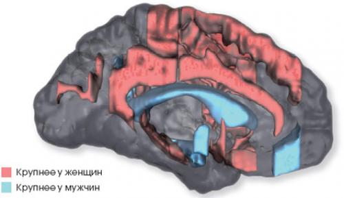 Мозг женщины и мужчины различия. Двадцать отличий мужского и женского мозга 03