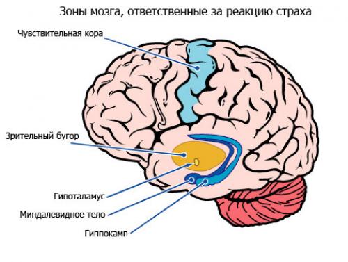 Мозжечковая миндалина. Что будет если удалить мозжечковую миндалину