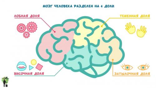 Рюта кавашима тренируй свой мозг. Инсай.  Самый эффективный способ тренировки мозга — решение простых задач на время.