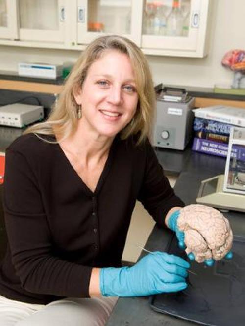 Мужской мозг и женский мозг. Женский мозг оказался активнее мужского 03