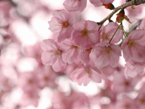 Белый цвет, что символизирует. Белый цвет в психологии 01