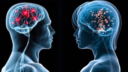 Женский мозг vs мужской мозг. 