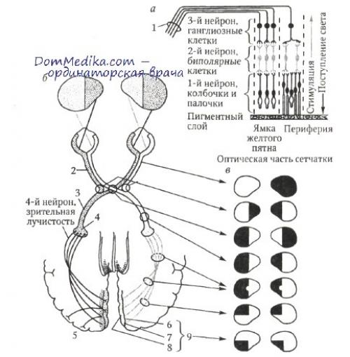 Зрачки не реагируют на свет. Почему зрачки разные