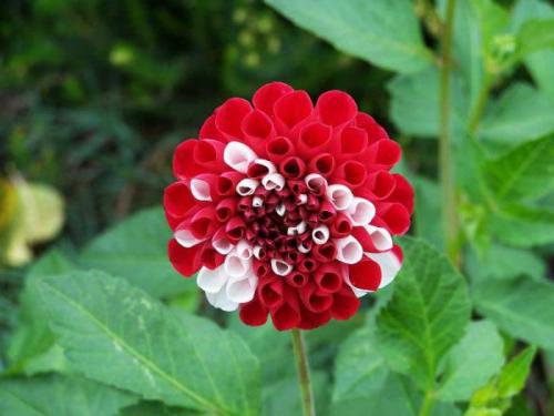 Доминантность это в психологии. Определение доминантности 03