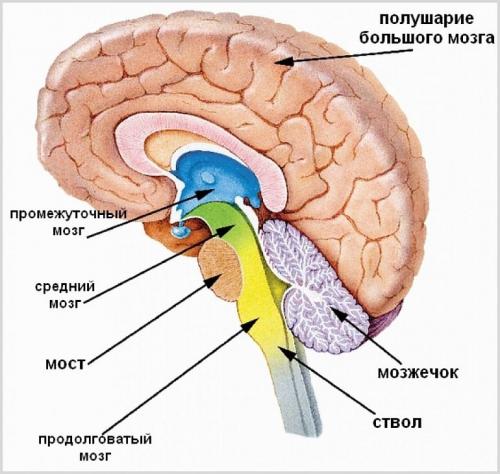5 отделов головного мозга. Другие отделы ГМ и их функции