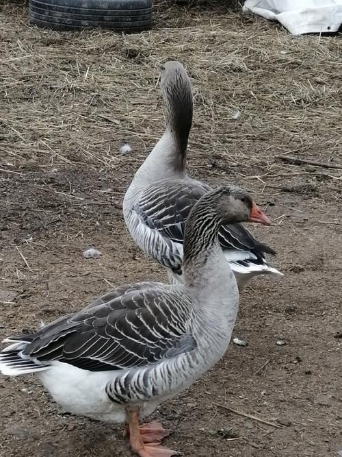 Для чего заводят любовников. Традиционно причинами появления любовника у замужней дамы считают: 02