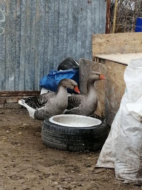 Для чего заводят любовников. Традиционно причинами появления любовника у замужней дамы считают: 03