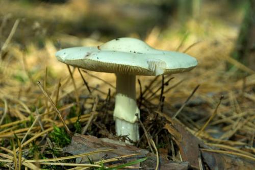 Как распознать ядовитые грибы в лесу. Описание самых ядовитых грибов в мире