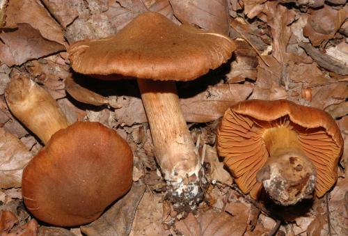 Как распознать ядовитые грибы. Как распознать ядовитый гриб