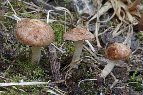 Как распознать ядовитые грибы в лесу. Описание самых ядовитых грибов в мире