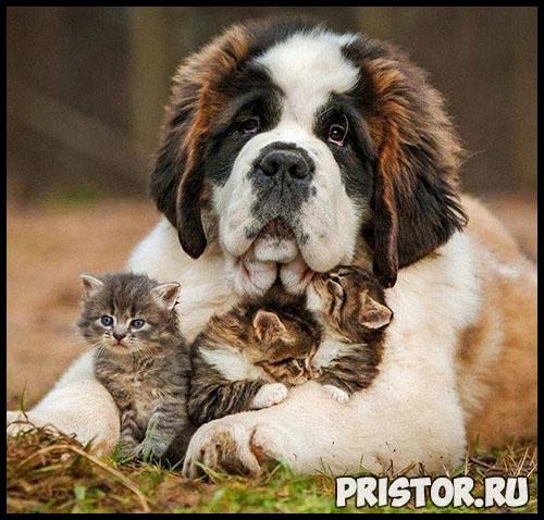 Разрываюсь между мужчиной и ребенком. Разрываюсь между сыном и мужем 01