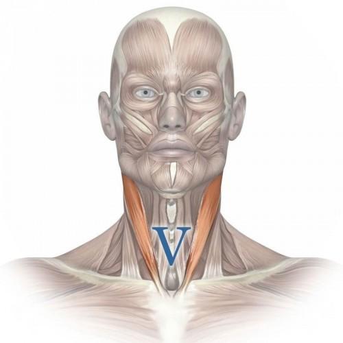 Где живут эмоции в теле. Где гнездятся в теле наши чувства 04