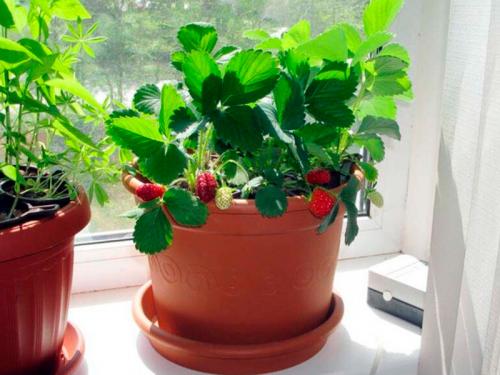 Домашняя клубника. Какие сорта выбрать и в чем выращивать