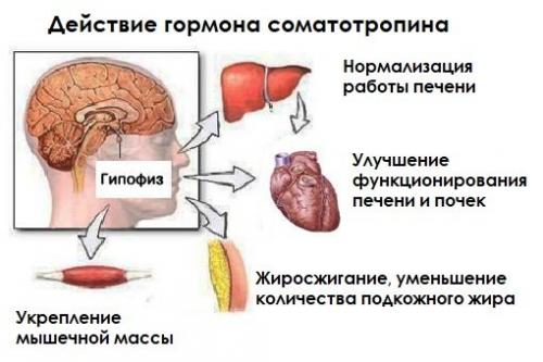 Как победить ночной жор. Гормон голода или Почему вечером нападает жор
