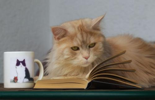 Как уговорить ребенка хорошо учиться. Как научить ребенка учить уроки самостоятельно 04