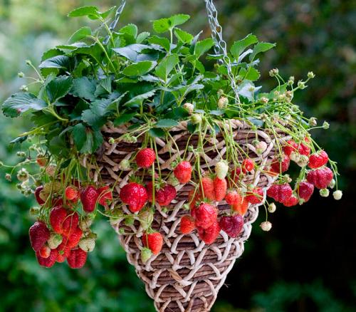 Домашняя клубника. Какие сорта выбрать и в чем выращивать